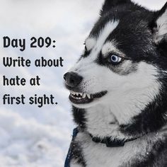 a black and white dog with blue eyes in the snow