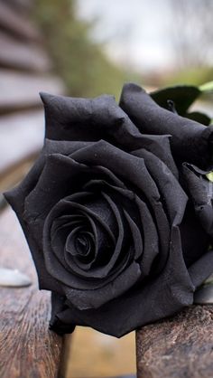 a black rose sitting on top of a wooden bench