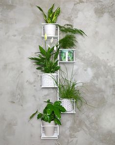 three white shelves with plants on them against a gray wall, one has a planter and the other is a potted plant