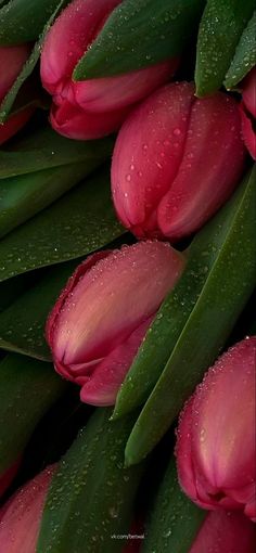 pink tulips with water droplets on them