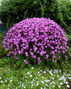 purple and white flowers are in the grass