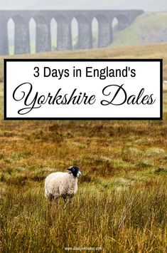 sheep grazing in tall grass with the words 3 days in england's yorkshire dales