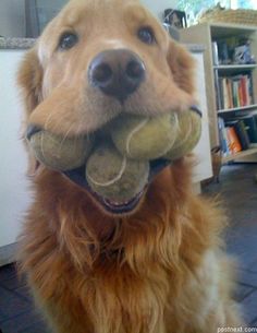 a golden retriever dog holding two tennis balls in its mouth