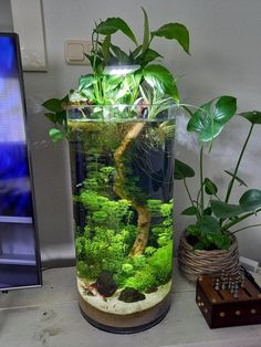 a fish tank filled with plants and water next to a computer monitor on a desk