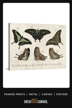 a group of butterflies sitting on top of a white wall next to a black frame