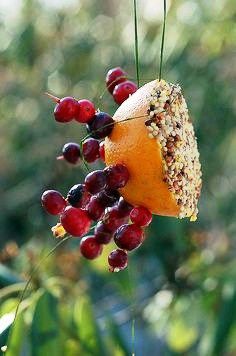 a bird feeder hanging from a tree filled with berries and nuts on it's side