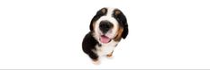 a black, white and brown dog standing in front of a white background with his tongue out