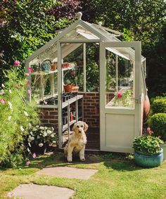 a dog standing in front of a small greenhouse