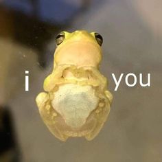 a frog with its mouth open and the words i love you written in front of it