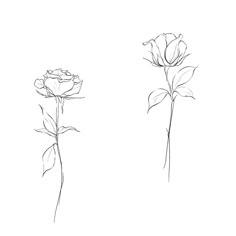 two flowers are shown in black and white, with one single flower on the left side