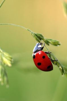 a lady bug sitting on top of a green plant