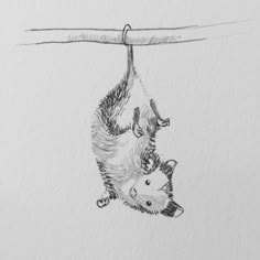 a drawing of two cats hanging upside down