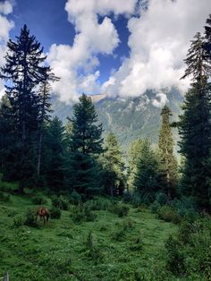 a horse grazing in the middle of a lush green field surrounded by tall pine trees