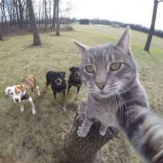 a cat and two dogs standing on top of a tree stump in a field with trees