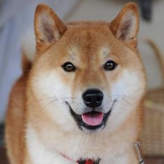 a brown and white dog is smiling for the camera