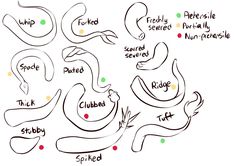 some type of animal that is labeled in different languages, including the names and numbers