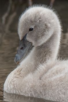 a baby swan is swimming in the water