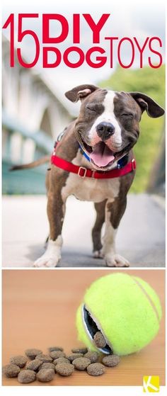 a dog with its mouth open next to a tennis ball and the words, diy dogs toys