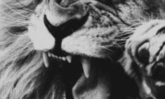 a close up of a lion's face with its mouth open