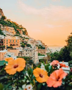 flowers are in the foreground and buildings on the hillside behind them, as the sun sets