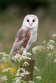 an owl perched on top of a wooden post in a field with flowers and grass