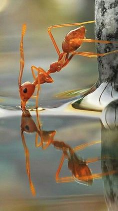 an antelope standing on its hind legs in water next to a tree trunk