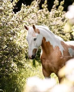 a brown and white horse standing in tall grass next to some trees with flowers on it