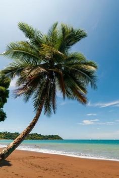 a palm tree on the beach with clear blue water in the background at low tide