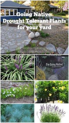 different types of plants that are growing in the yard with text overlaying them