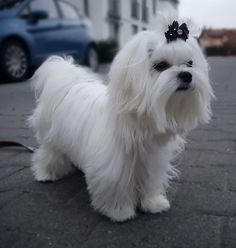 a small white dog with a black bow on it's head standing in the street