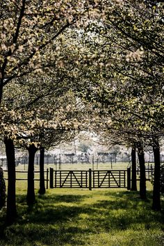 trees in the grass near a wooden fence