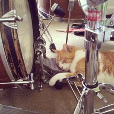 an orange and white cat laying on the floor next to a set of musical instruments