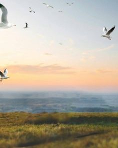 seagulls flying in the sky over a grassy field at sunset with birds overhead