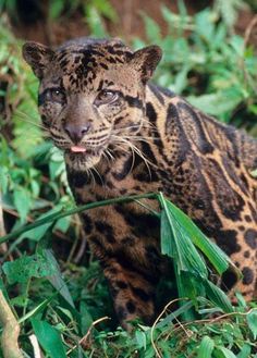 a black and white photo of a leopard