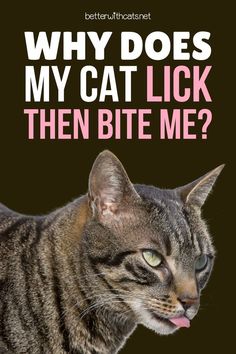 Ever wonder why your cat licks then bites you? We've come up with three of the most common reasons why cat licks turn to bites! Spoiled Cats, Kitty Kisses, Foster Cat, What Cat, Kinds Of Cats, Cat Facts