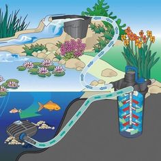 an image of a water source with plants and fish