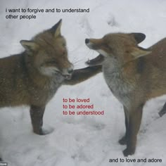 two foxes in the snow touching noses with each other