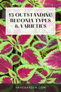 purple and green leaves with text overlay that says 13 outstanding begona types & varieties