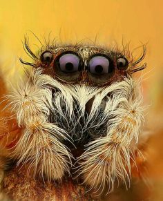 a close up photo of a spider with big eyes