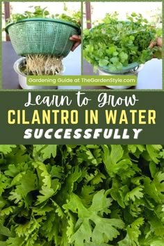 lettuce growing in a basket with text overlay that reads learn to grow cilantro in water successfully