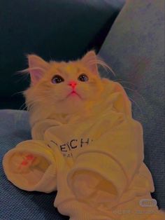 a white cat sitting on top of a blue couch