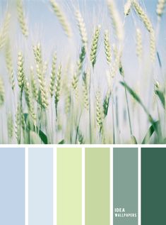 the color scheme is green, blue and white with wheat stalks in it's foreground