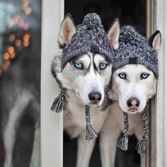 two husky dogs wearing knitted hats and scarves looking out the window at christmas lights