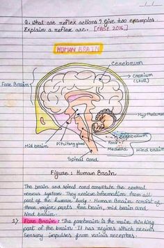 Human brain diagrm hand made notes biology Class 10 Bio Diagrams, Human Brain Notes Class 10, Class 10 Science Notes Aesthetic, Human Brain Diagram Class 10, Biology Brain Notes, Human Brain Notes, Brain Diagram Class 10, Brain Diagram Aesthetic, Brain Notes Aesthetic