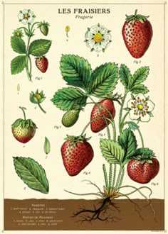 an illustration of strawberries growing in the ground