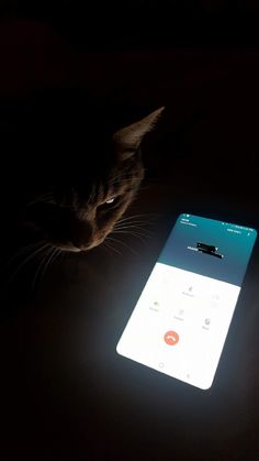 a cat is looking at an app on a cell phone in the dark with its head turned to the side