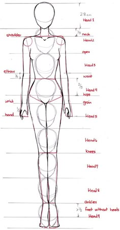 a drawing of a female body with the names and description for each section on it