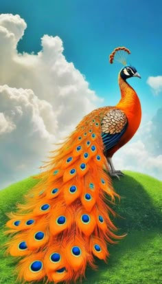 a colorful peacock standing on top of a lush green field under a blue cloudy sky