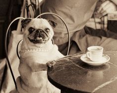 a pug sitting at a table with a cup of coffee