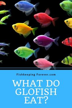 what do glofish eat? is it safe for fish to swim in the water?